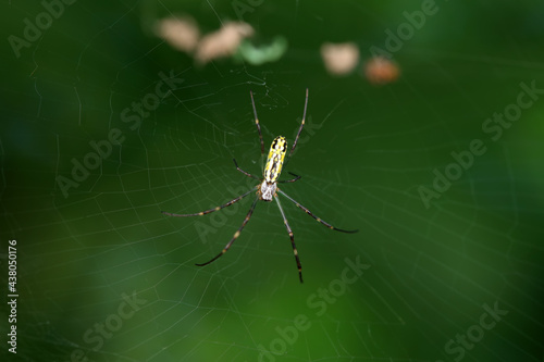 A spider is making a web in the wild, North China