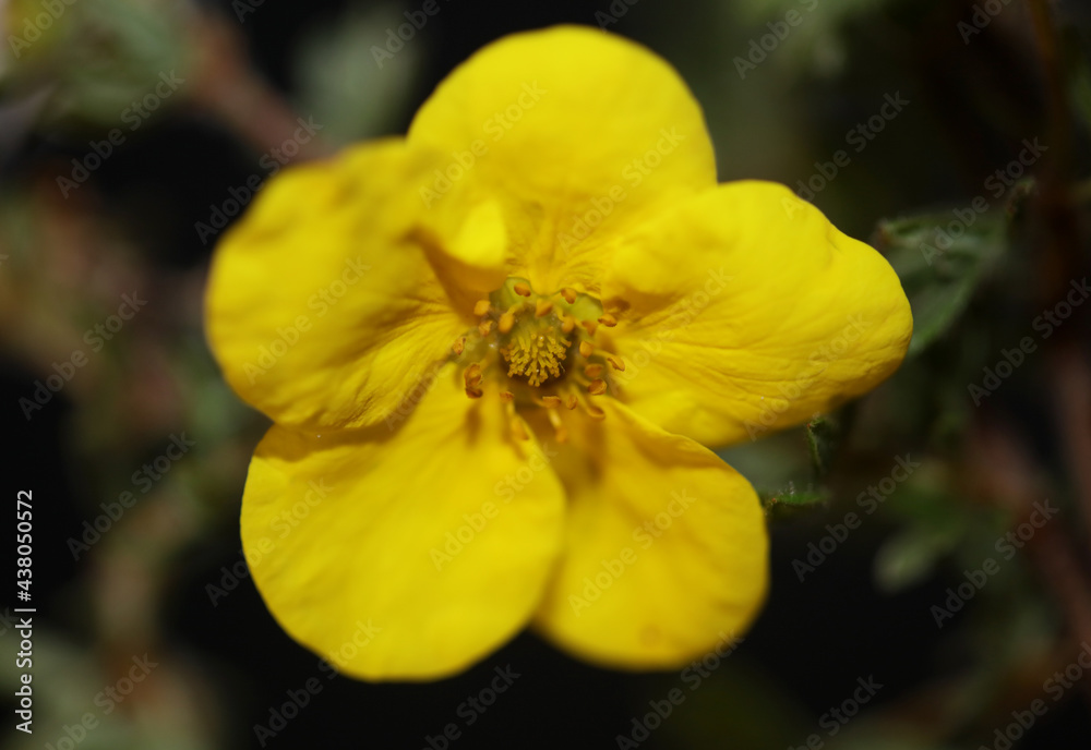 Yellow wild flower blossom close up botanical background dasiphora fruticosa family thymelaeaceae high quality big size print Yellow wild flower blossom close up botanical background dasiphora fruticosa family thymelaeaceae high quality big size print