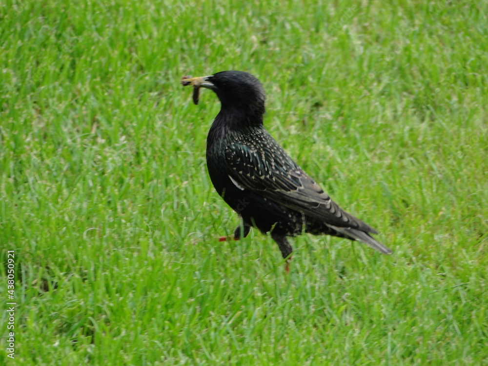 Obraz premium Ptactwo