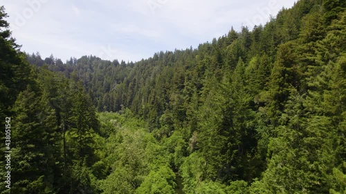 Aerial drone video of redwood forest and river in California mountains.