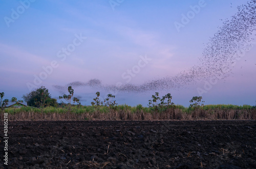 Fototapeta flog of bats fly over agriculture field seeking for food in evening silhouette o