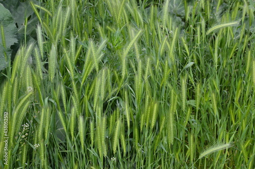 hordeum murinum aka wall barley or false barley grass plant photo