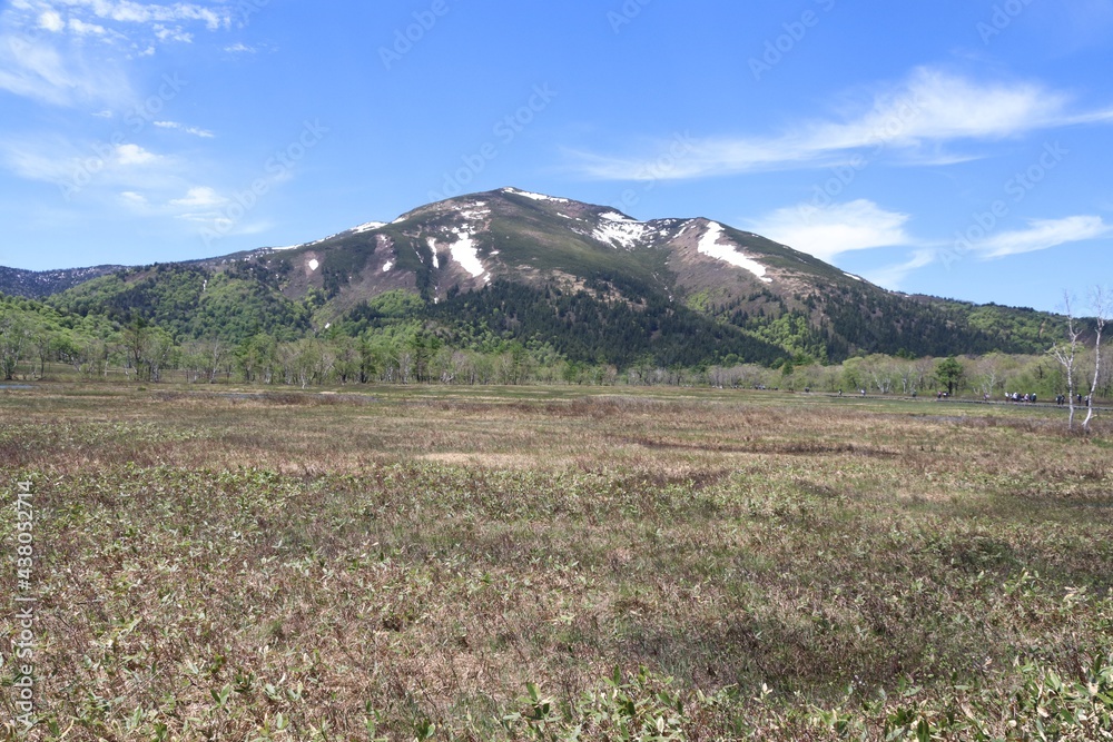 Obraz premium 尾瀬/6月。 まだ水芭蕉が咲き残る初夏の尾瀬ヶ原。残雪を戴く至仏山。