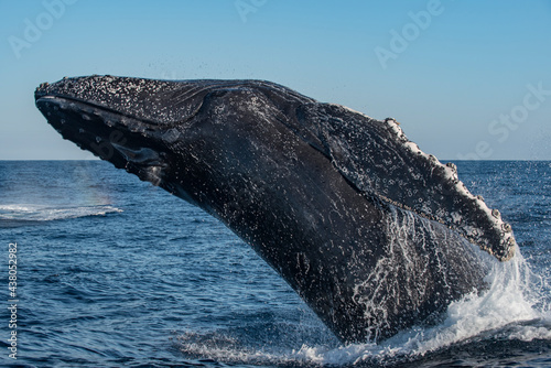 Humpback whale breaching out of water along the east coast of Australia © John