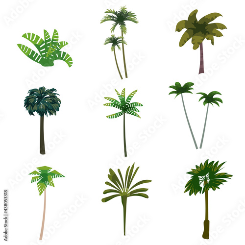 Palm trees tropical exotic plants set. Collection botanical flora jungle tropic nature. Vector cartoon flat style illustration