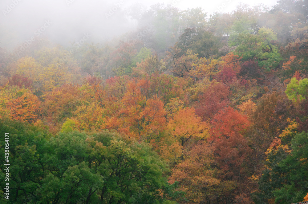 Autumnal forest in fog Autumnal forest in fog