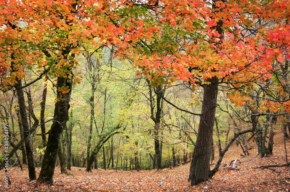 Colorful autumnal forest