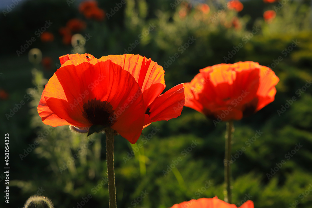 Poppies in backlight in sunset. 