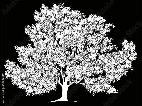 white isolated tree with lush crown