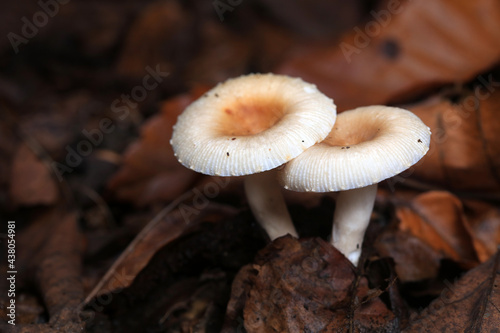 Wild mushrooms in dead leaves, North China