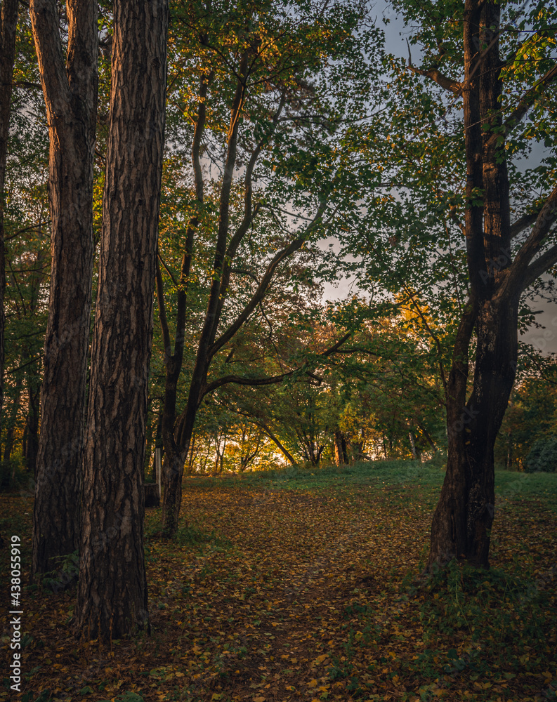Fototapeta premium Autumn sunset