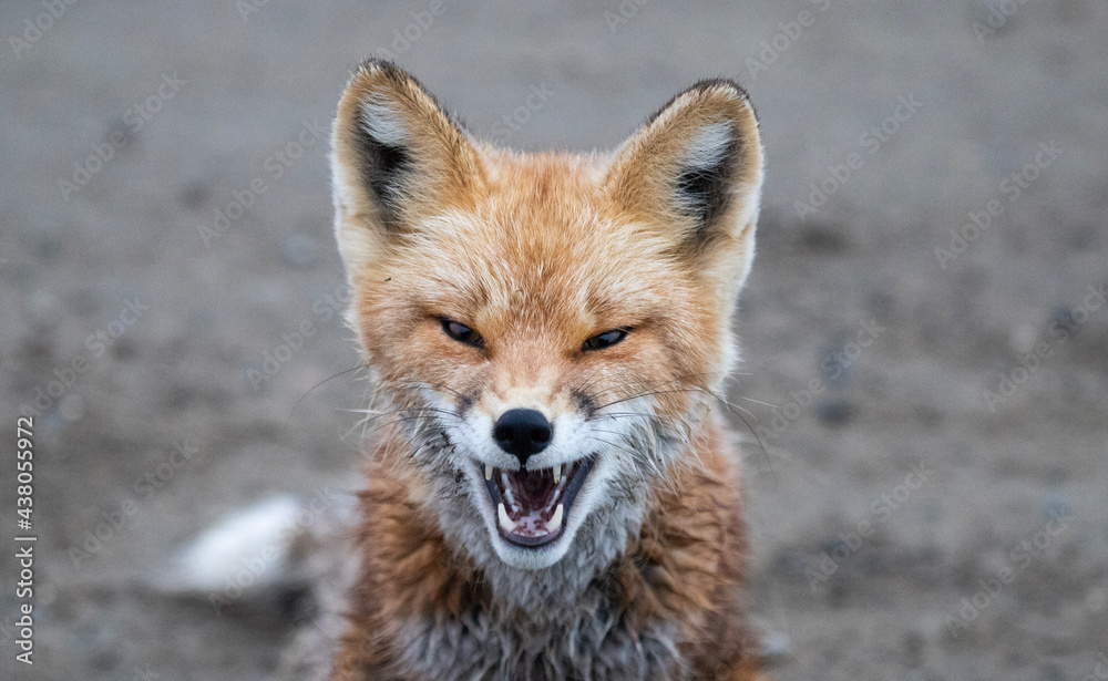 Red Fox  snarl
