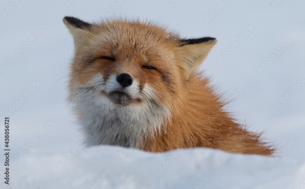 Obraz premium Red Fox Squint