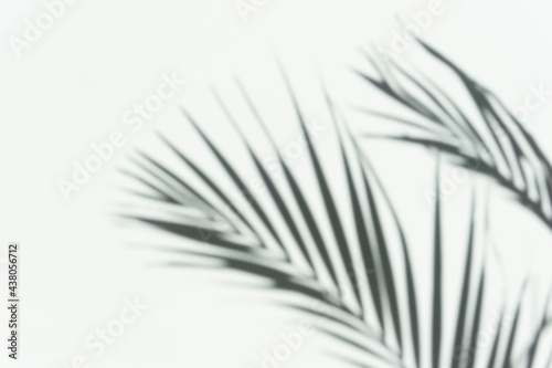Shadow palm overlay background. Blurred shadow of a tropical branch of a palm tree on a white light wall on a sunny day.