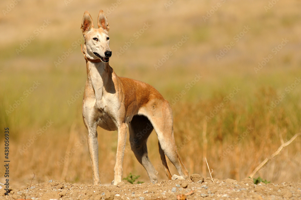 perros de protectora de animales perros de protectora de animales