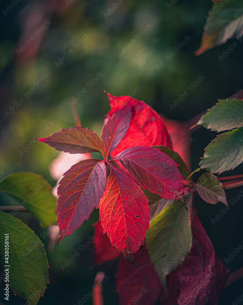 Nature beauty