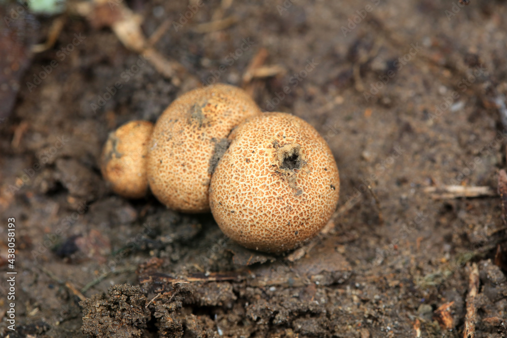 The fruiting bodies of the puffer are in the field, North China
