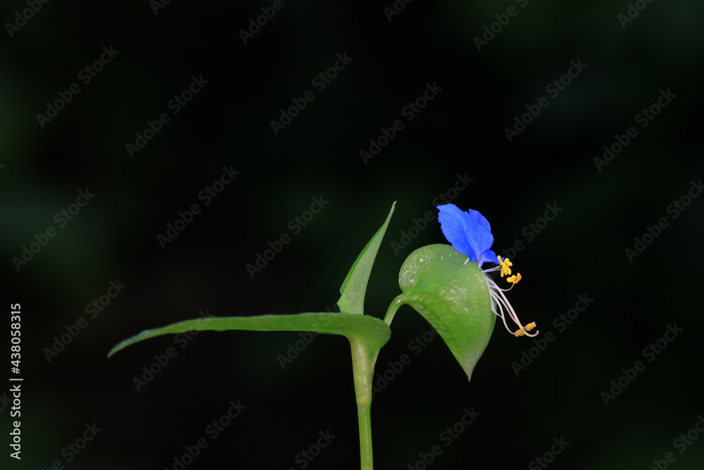 Commelina flower in the wild, North China Commelina flower in the wild, North China