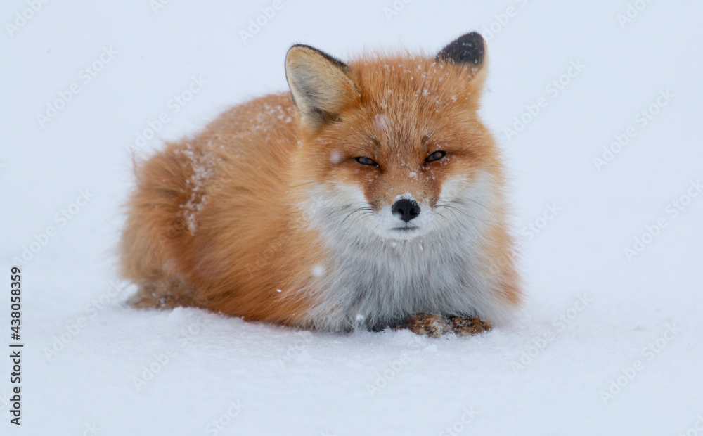 Red Fox Snow 
