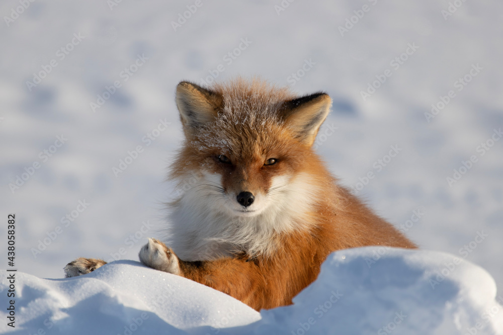 Red Fox Leaning