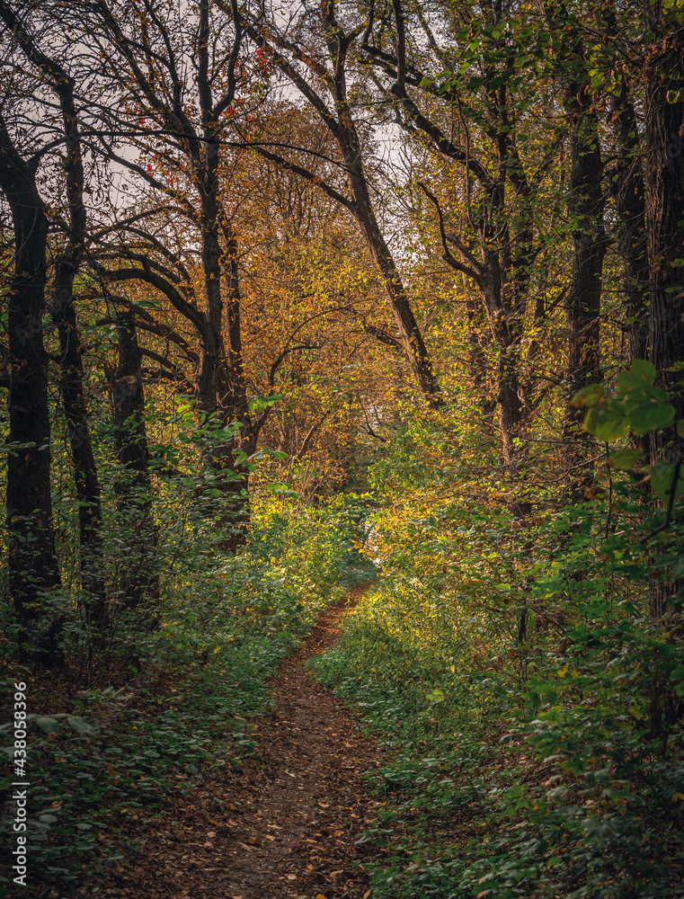 Autumn woods