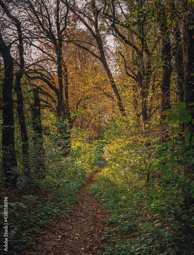 Autumn woods