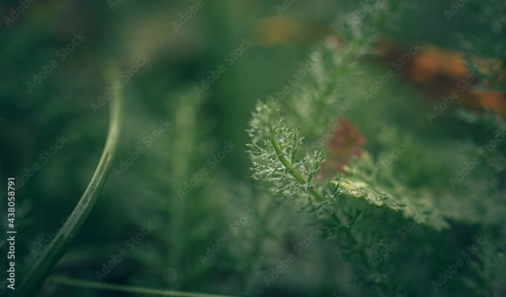 Obraz premium Nature beauty