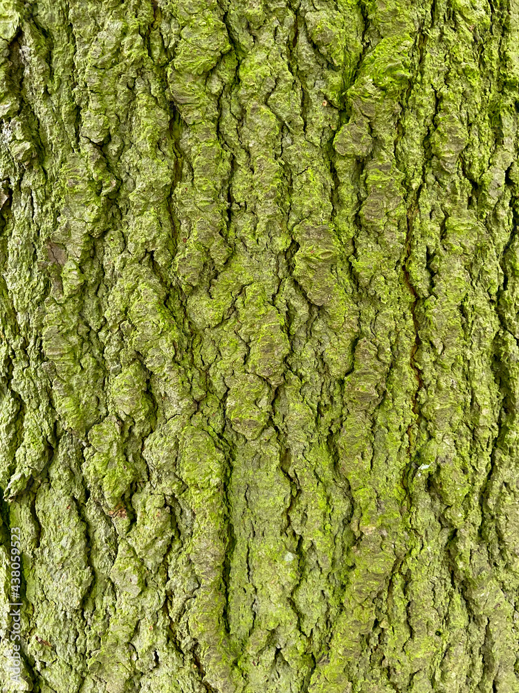 Tree bark textured background Tree bark textured background