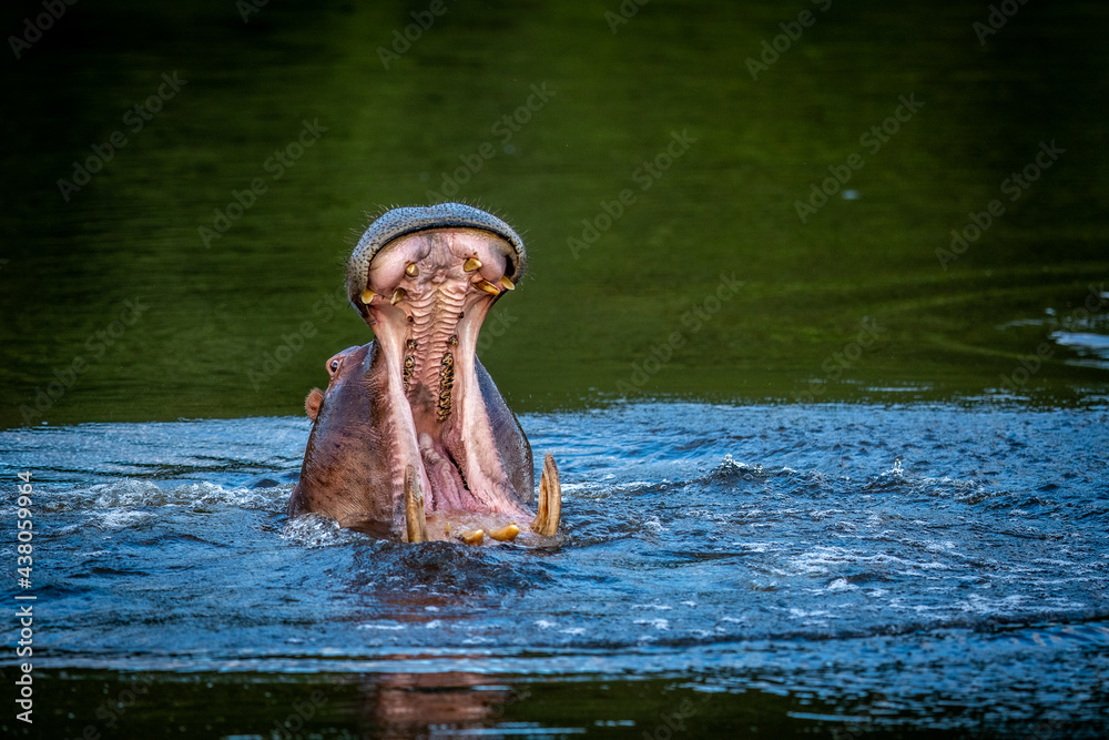 Fototapeta premium Hippo displaying in a water dam.