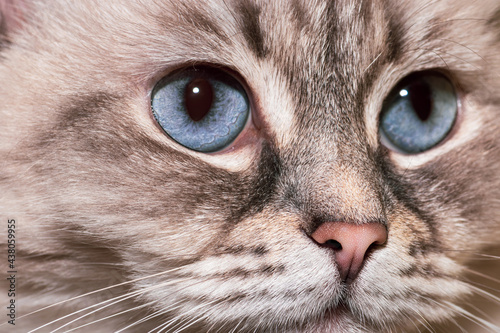 Siberian Neva Masquerade cat with blue eyes close-up portrait. Selective focus and image with shallow depth of field