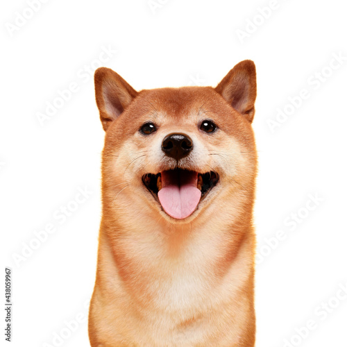 Happy shiba inu dog on yellow. Red-haired Japanese dog smile portrait.