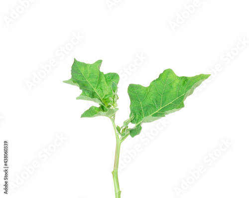The leaves of the eggplant tree are flowering and the green shoots are growing. isolated on white