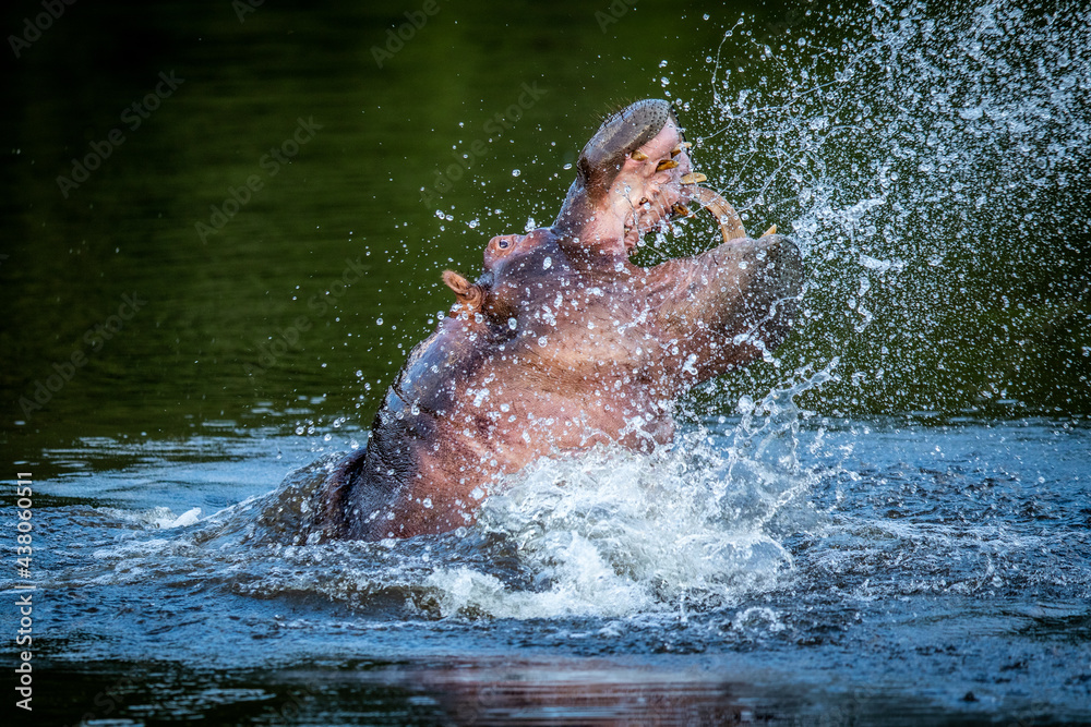 Hippo displaying in a water dam.