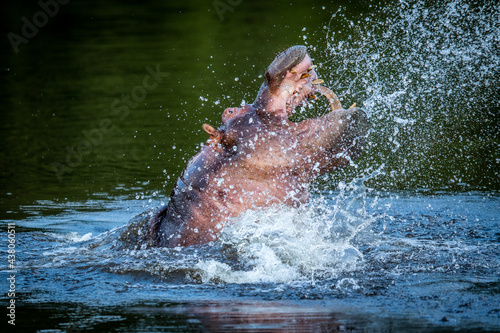Hippo displaying in a water dam.