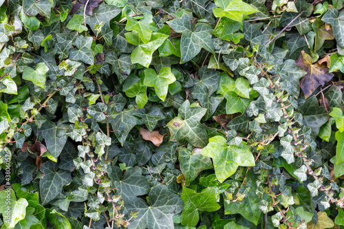 ivy on the wall background