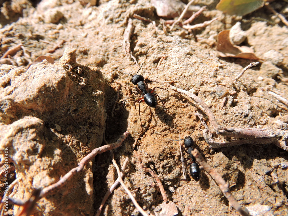 ants on the soil
