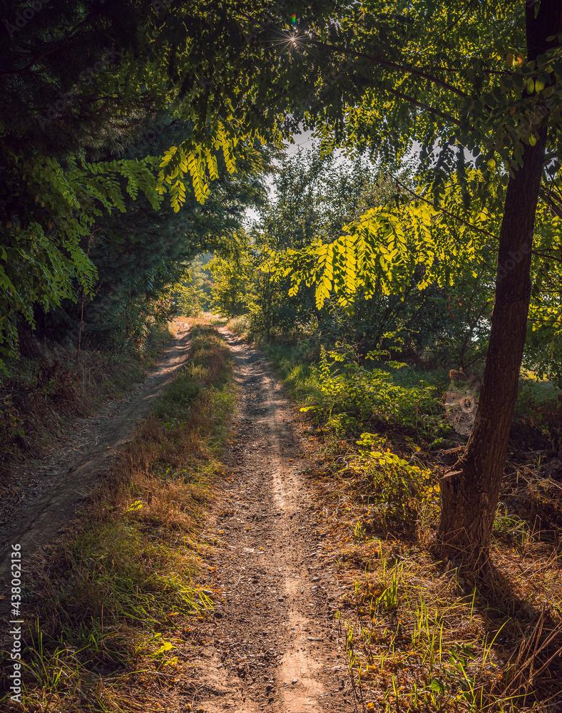 Obraz premium Summer landscape