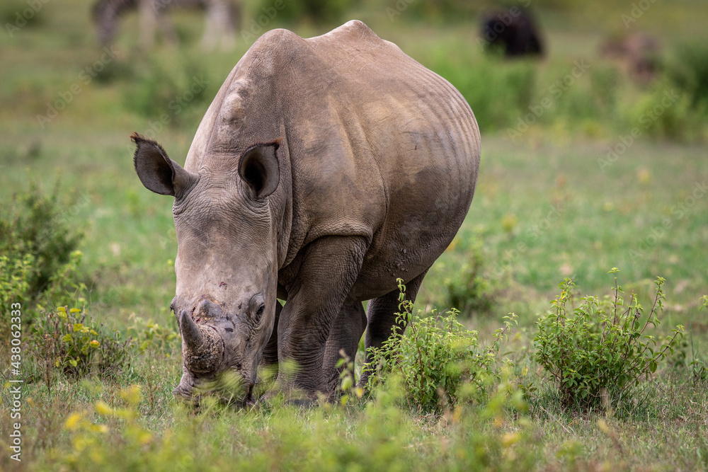 White rhino grazing in an open plain. White rhino grazing in an open plain.