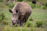 White rhino grazing in an open plain.
