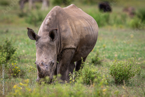 White rhino grazing in an open plain.