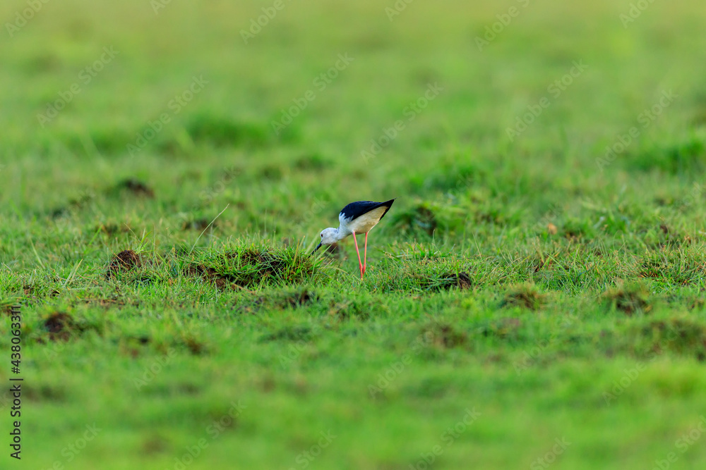 blackbird in the grass on a green meadow in the forest
blackbird in the grass on a green meadow in the forest