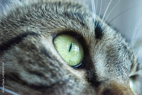 Close up of gray female cat's eye