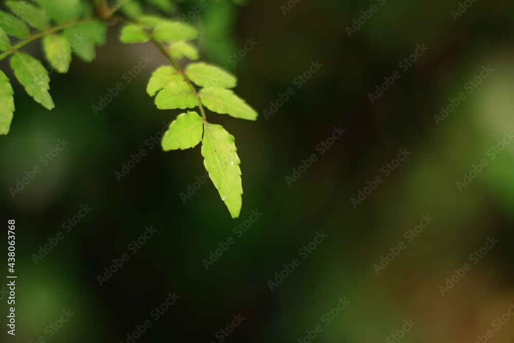 Obraz premium 山椒の葉