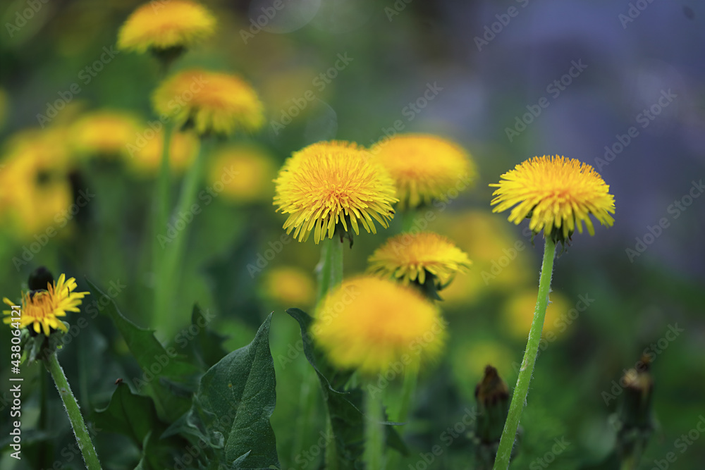 Yellow dandelions in a meadow in the sun. Yellow dandelions in a meadow in the sun.
