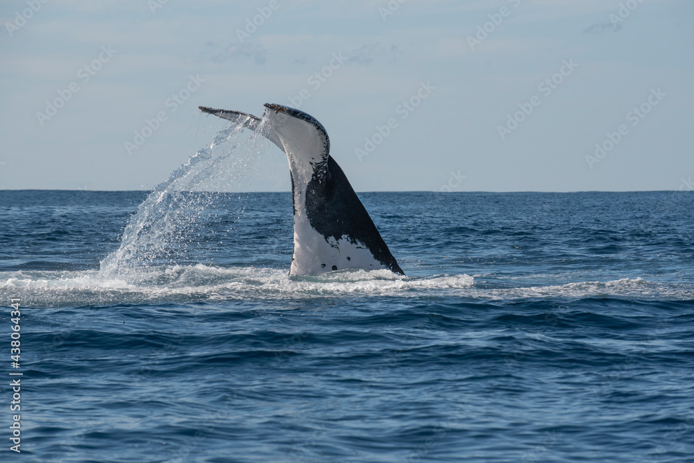 Fototapeta premium Humpback whale tail slapping in the Cape Byron Marine Park off Byron Bay, New South Whales