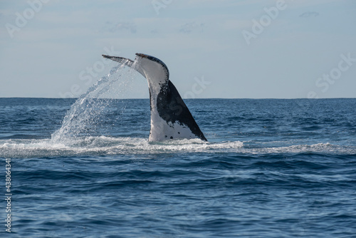 Humpback whale tail slapping in the Cape Byron Marine Park off Byron Bay  New South Whales