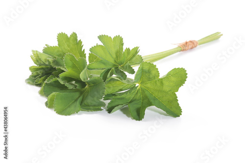 Lady's Mantle leaves isolated on white background. Herbal tea. (Alchemilla mollis)