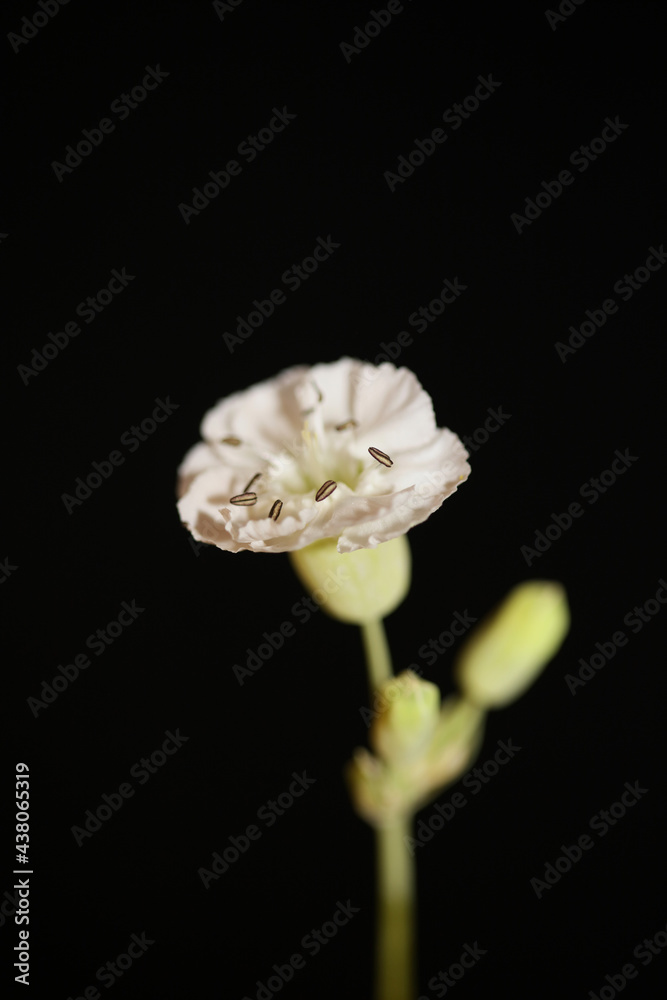 White small flower blossom close up background botanical high quality big size print White small flower blossom close up background botanical high quality big size print