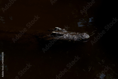 Closeup crocodile head on black background © chamnan phanthong