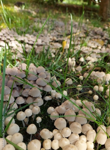 Beautiful mushrooms scenery in the green grass